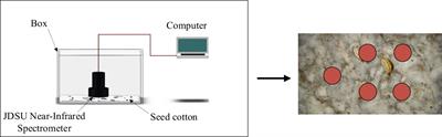Cotton-Net: efficient and accurate rapid detection of impurity content in machine-picked seed cotton using near-infrared spectroscopy